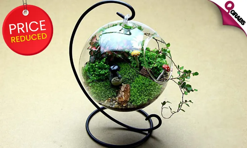 Hanging Glass Terrarium!